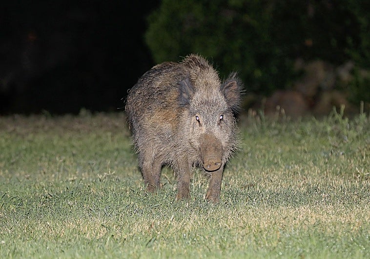 Extremadura pide colaboración a los cazadores para reducir el censo de jabalíes como medida frente a la peste porcina